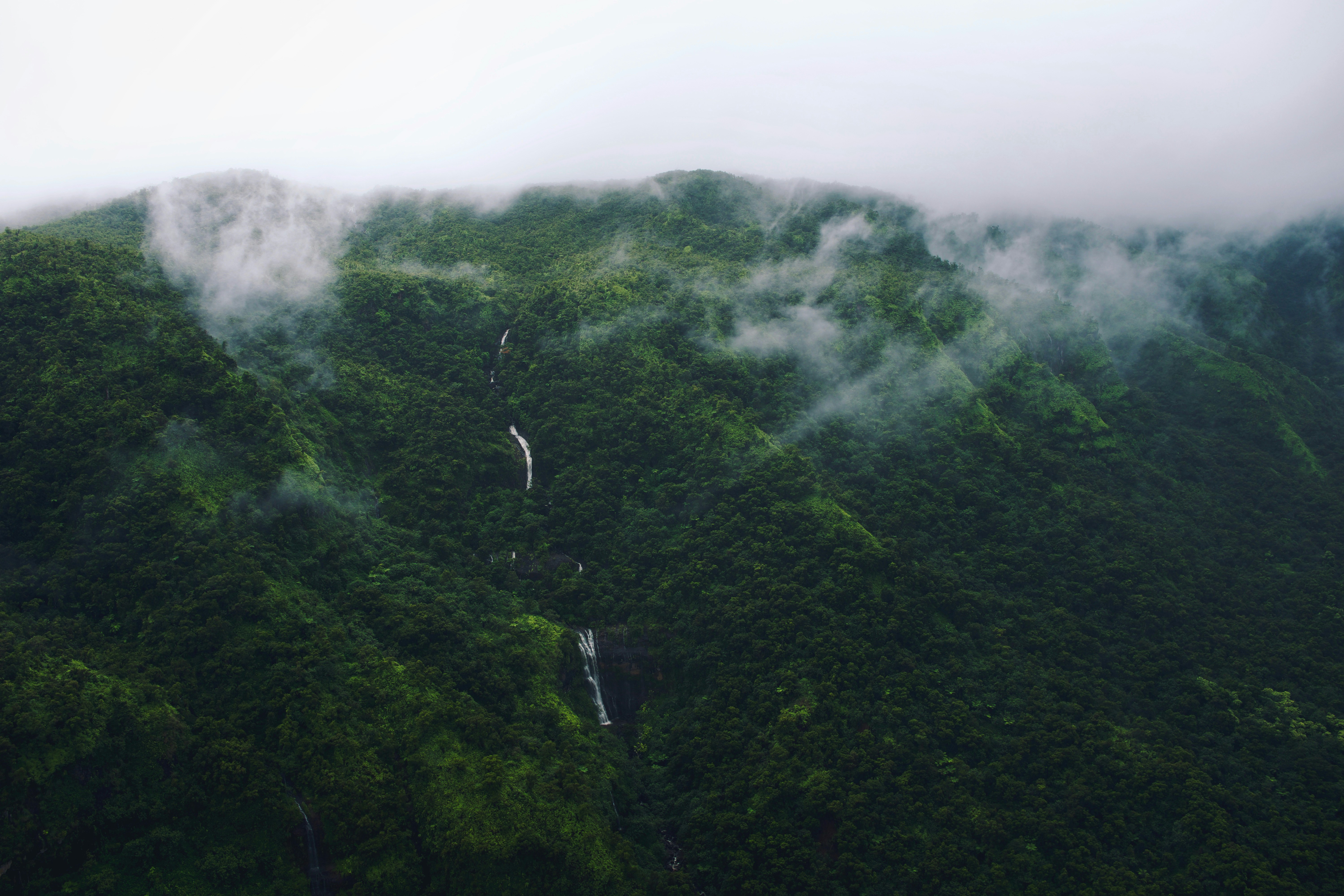 Lush green forest