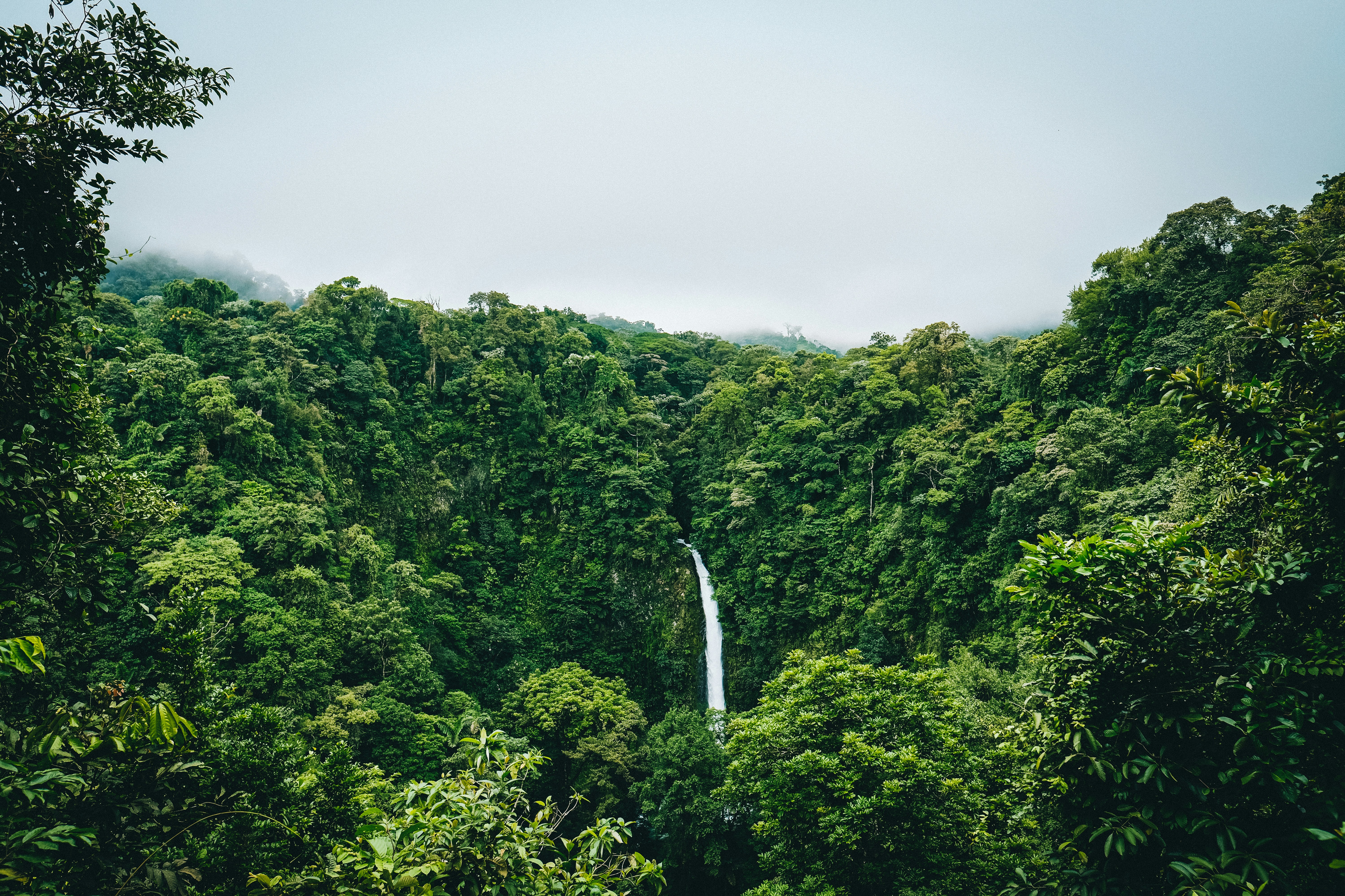 Lush green forest